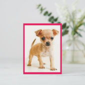 Carte postale de Chiot Chihuahua Love (Debout devant)