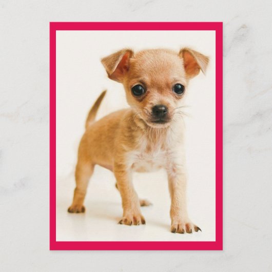 Carte postale de Chiot Chihuahua Love (Devant)
