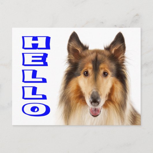 Carte postale de chiot colley (Devant)