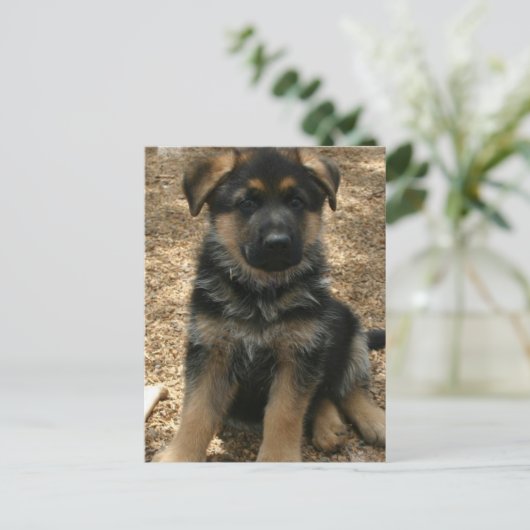 Carte postale de chiot de berger (Debout devant)