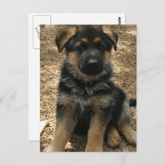 Carte postale de chiot de berger (Devant / Derrière)