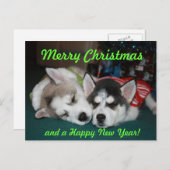 Carte postale de chiot de chien de traîneau (Devant / Derrière)