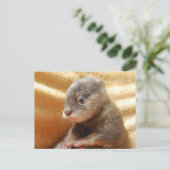 Carte postale de chiot de loutre de bébé (Debout devant)