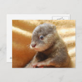 Carte postale de chiot de loutre de bébé (Devant / Derrière)
