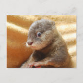 Carte postale de chiot de loutre de bébé (Devant)
