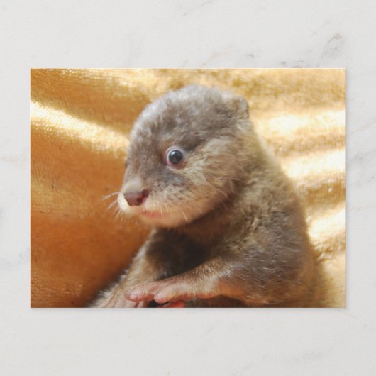 Carte postale de chiot de loutre de bébé (Devant)