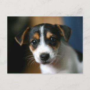 Carte postale de chiot - Jack Russell Terrier