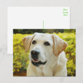 Carte postale de chiot Labrador Retriever (Devant / Derrière)