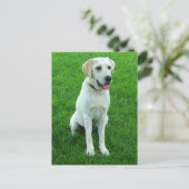 Carte postale de chiot Labrador Retriever (Debout devant)