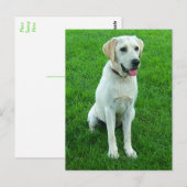 Carte postale de chiot Labrador Retriever (Devant / Derrière)