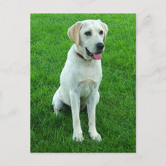 Carte postale de chiot Labrador Retriever (Devant)