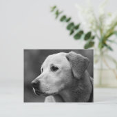 Carte postale de chiot Labrador Retriever (Debout devant)
