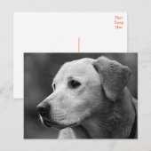 Carte postale de chiot Labrador Retriever (Devant / Derrière)