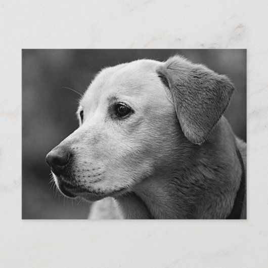 Carte postale de chiot Labrador Retriever (Devant)