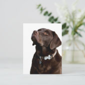 Carte postale de chiot Labrador Retriever au choco (Debout devant)