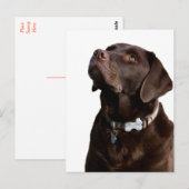 Carte postale de chiot Labrador Retriever au choco (Devant / Derrière)