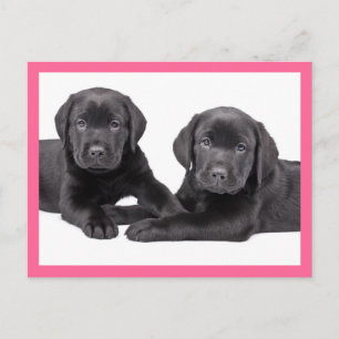 Carte postale de chiot Labrador Retriever noir