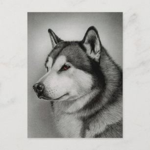 Carte postale de chiot Malamute d'Alaska