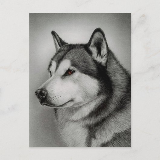 Carte postale de chiot Malamute d'Alaska (Devant)