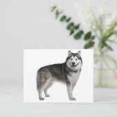 Carte postale de chiot Malamute d'Alaska (Debout devant)