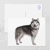 Carte postale de chiot Malamute d'Alaska (Devant / Derrière)