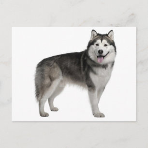 Carte postale de chiot Malamute d'Alaska