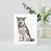 Carte postale de chiot Malamute d'Alaska (Debout devant)
