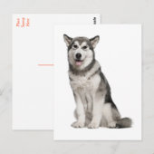 Carte postale de chiot Malamute d'Alaska (Devant / Derrière)