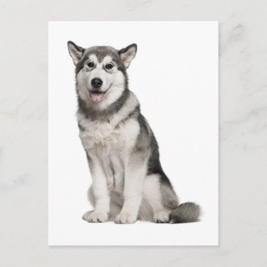 Carte postale de chiot Malamute d'Alaska (Devant)