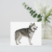 Carte postale de chiot Malamute d'Alaska (Debout devant)