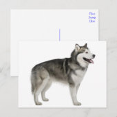 Carte postale de chiot Malamute d'Alaska (Devant / Derrière)