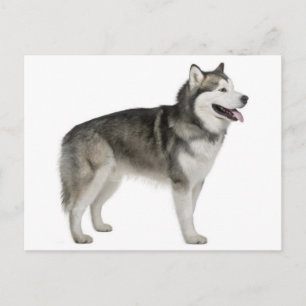 Carte postale de chiot Malamute d'Alaska