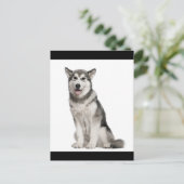Carte postale de chiot Malamute d'Alaska (Debout devant)