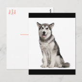 Carte postale de chiot Malamute d'Alaska (Devant / Derrière)