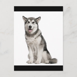 Carte postale de chiot Malamute d'Alaska