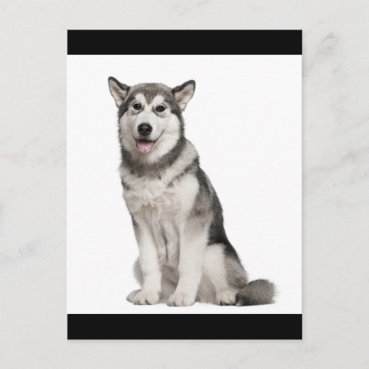 Carte postale de chiot Malamute d'Alaska (Devant)