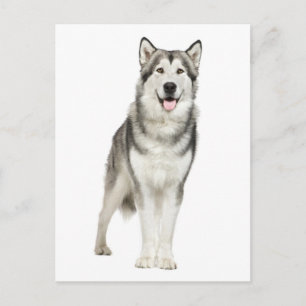 Carte postale de chiot malamute d'Alaska adoré
