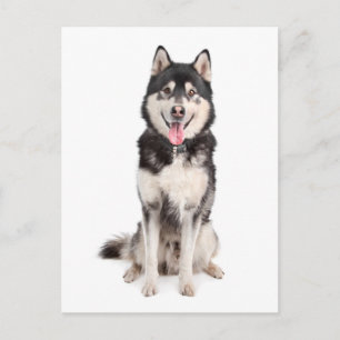Carte postale de chiot malamute d'Alaska adoré