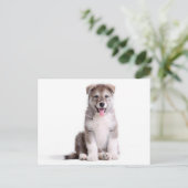 Carte postale de chiot malamute d'Alaska adoré (Debout devant)