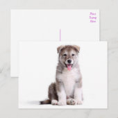 Carte postale de chiot malamute d'Alaska adoré (Devant / Derrière)