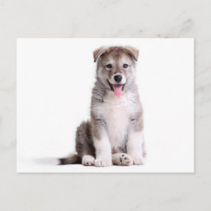 Carte postale de chiot malamute d'Alaska adoré