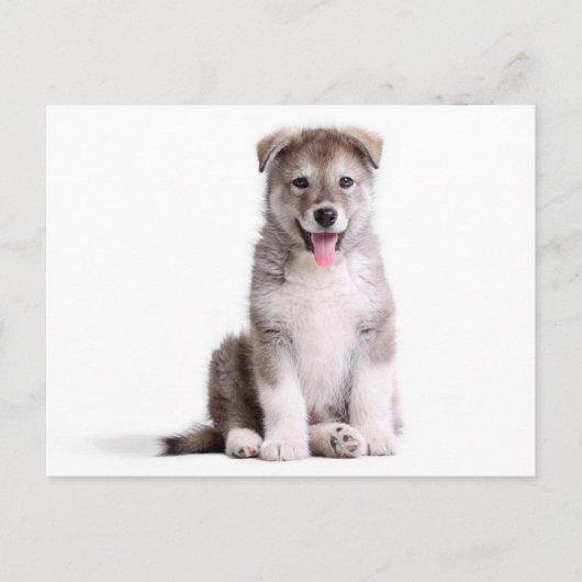 Carte postale de chiot malamute d'Alaska adoré (Devant)