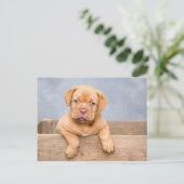 Carte postale de chiot mignon (Debout devant)