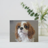 carte postale de chiot mignon Cavalier King Charle (Debout devant)