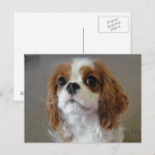 carte postale de chiot mignon Cavalier King Charle (Devant / Derrière)
