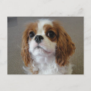 carte postale de chiot mignon Cavalier King Charle
