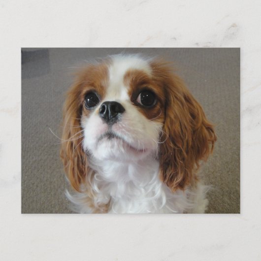 carte postale de chiot mignon Cavalier King Charle (Devant)