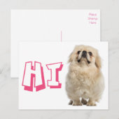 Carte postale de chiot pékinois avec Hello (Devant / Derrière)