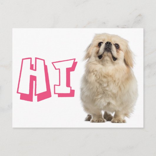 Carte postale de chiot pékinois avec Hello (Devant)
