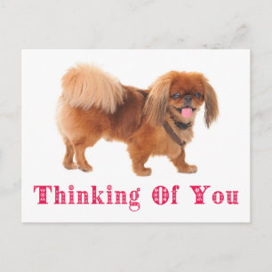 Carte postale de chiot Pékinois "Pensée pour vous"